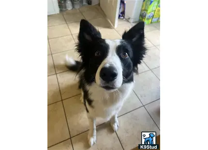 Border Collie