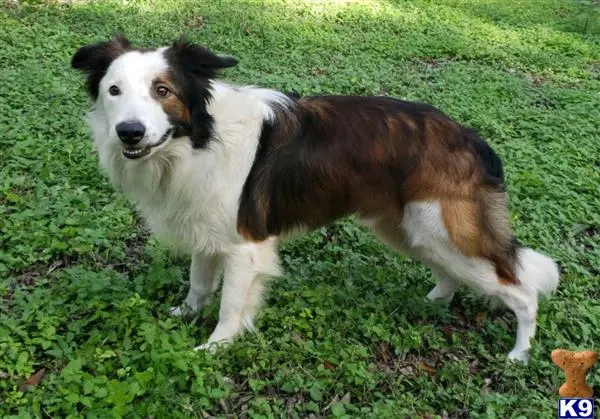 Border Collie stud dog