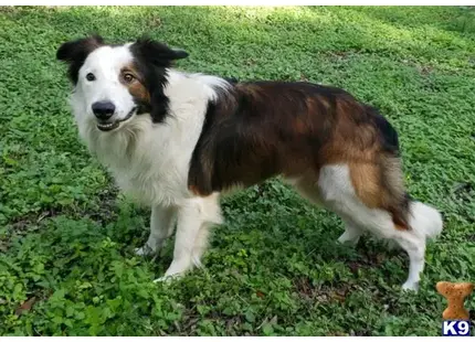 Border Collie