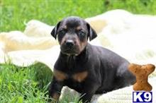 doberman pinscher puppy posted by borisom
