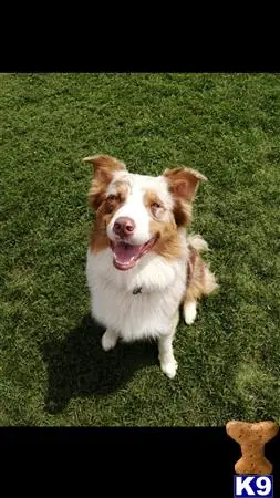 Australian Shepherd stud dog