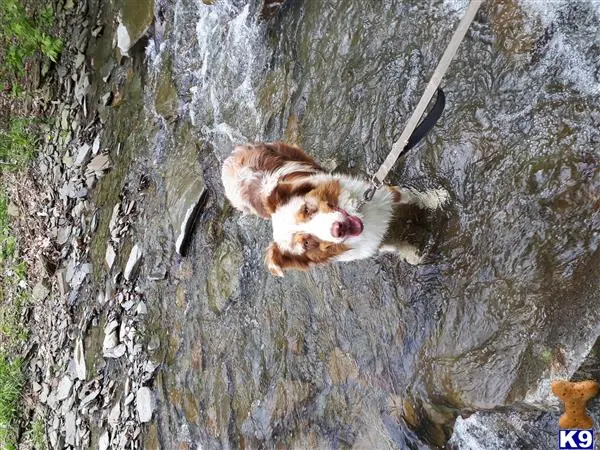 Australian Shepherd stud dog