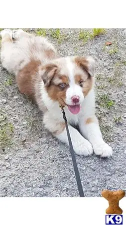 Australian Shepherd stud dog