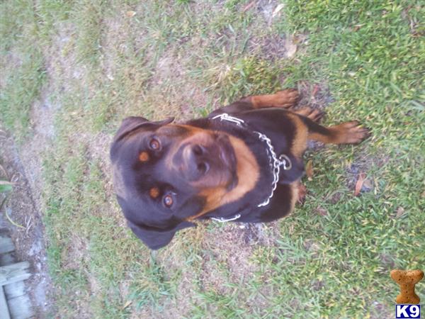 Rottweiler stud dog