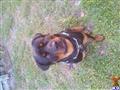 Rottweiler stud dog: Rottweiler sitting on grass, with a shiny black and tan coat