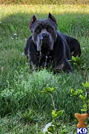 Cane Corso stud dog