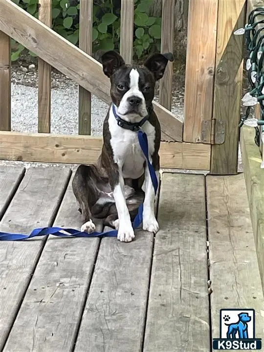 Boston Terrier stud dog: a boston terrier dog sitting on a porch