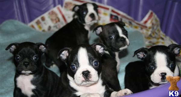 Boston Terrier