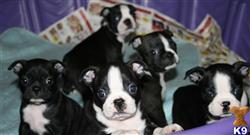 boston terrier puppy posted by bostonbabybuddies