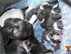 boston terrier puppy posted by bostonbabybuddies