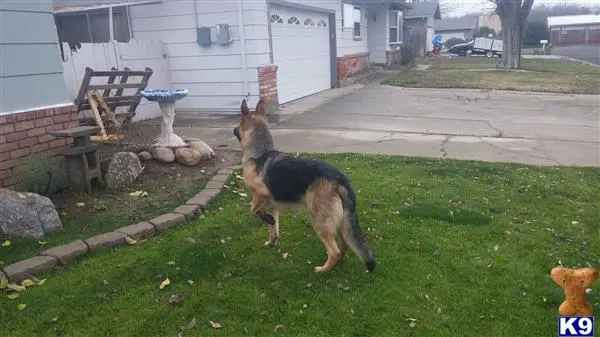 German Shepherd stud dog