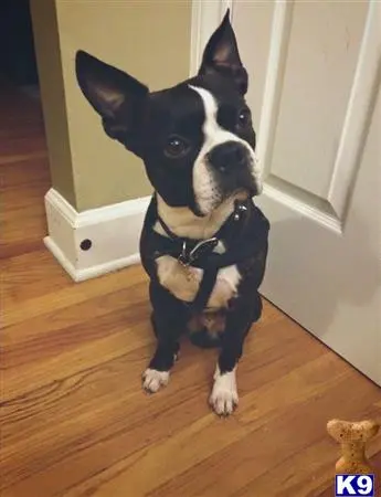Boston Terrier stud dog