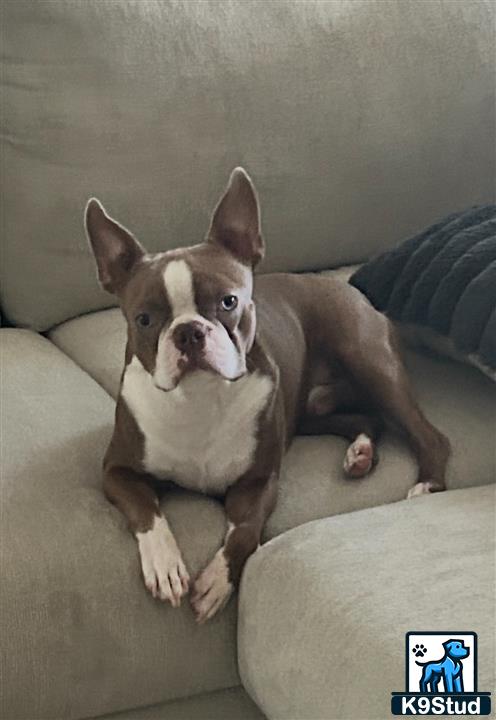a boston terrier dog lying on a couch