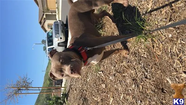 American Bully stud dog