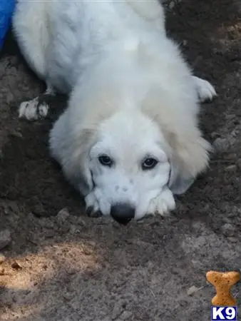 Great Pyrenees