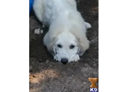 Great Pyrenees