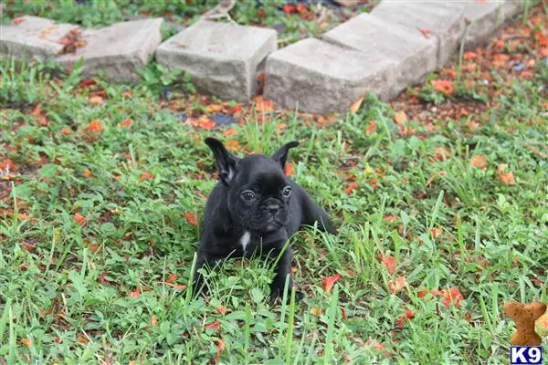 French Bulldog