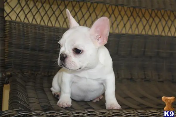 French Bulldog