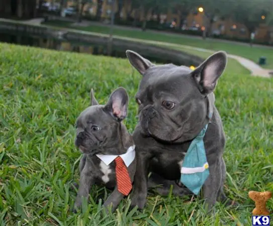 French Bulldog stud dog