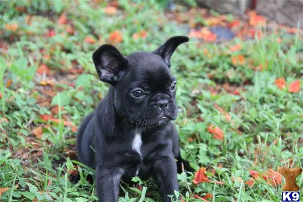 French Bulldog puppy for sale