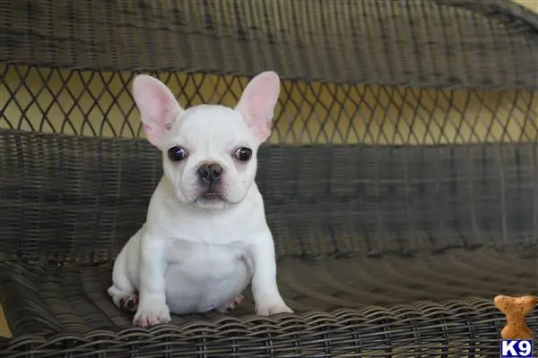 French Bulldog puppy for sale