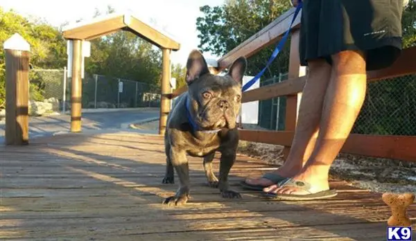 French Bulldog stud dog