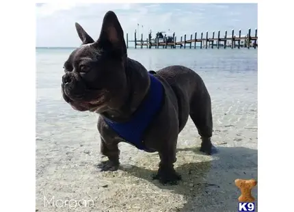 French Bulldog