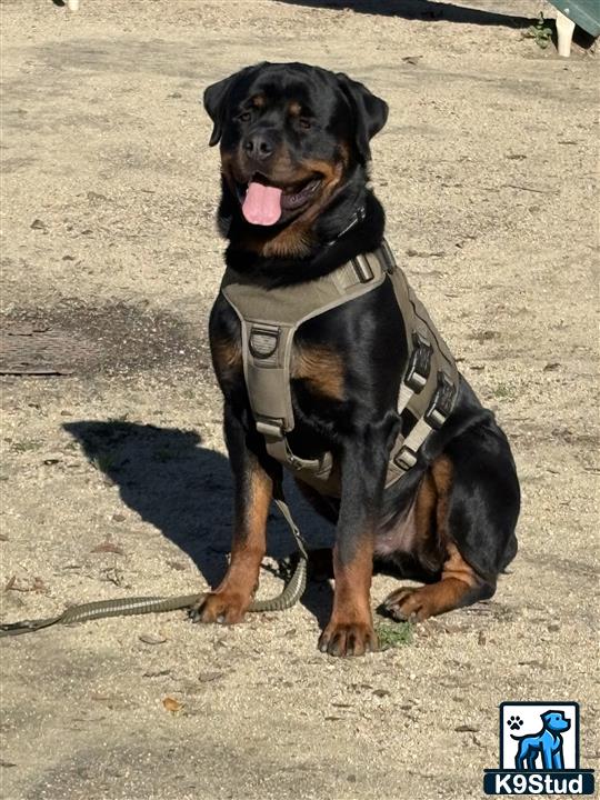 a rottweiler dog sitting on the ground