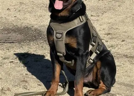 a rottweiler dog sitting on the ground