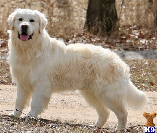 Golden Retriever dog