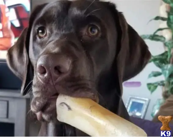 Labrador Retriever stud dog