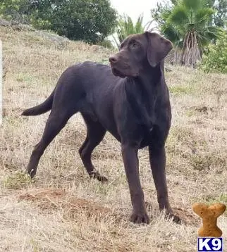 Labrador Retriever stud dog