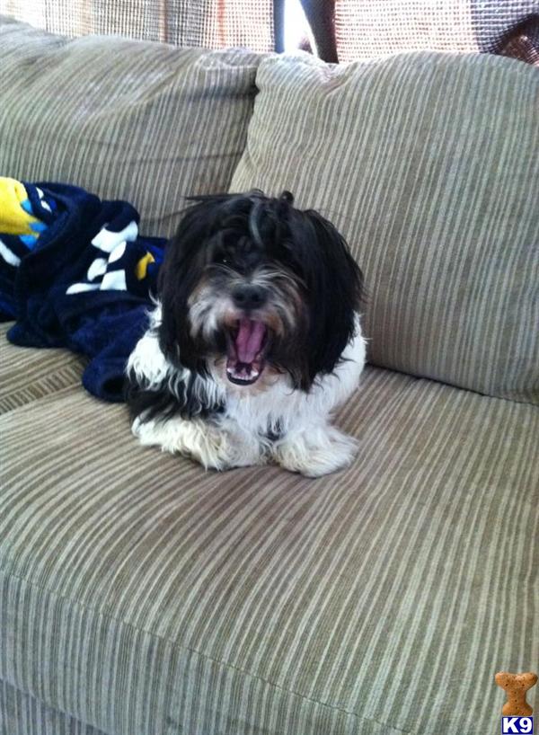 shih tzu puppies for sale in colorado springs shih tzu for sale dixon 5 years shih tzu puppies for sale in colorado springs shih tzu for sale dixon 5 years