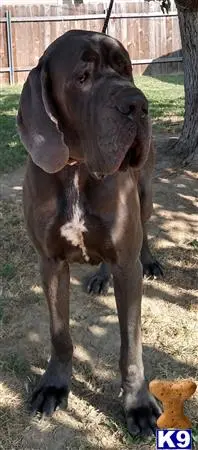 Great Dane stud dog