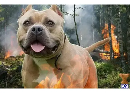 a american bully dog with a human face