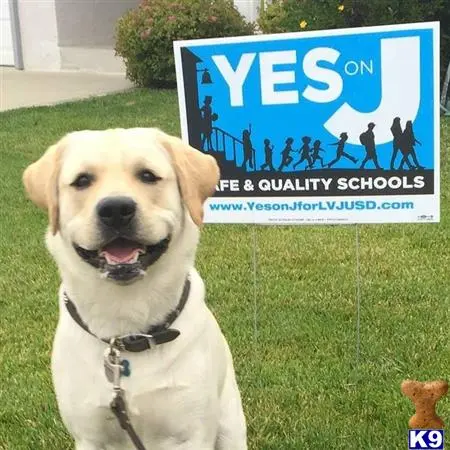 Labrador Retriever stud dog