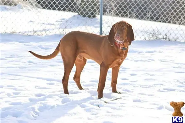 Bloodhound stud dog