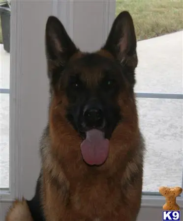 German Shepherd stud dog