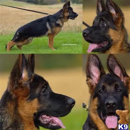 German Shepherd stud dog