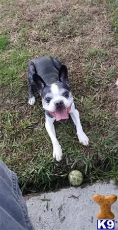 Boston Terrier stud dog: a boston terrier dog sitting on the ground