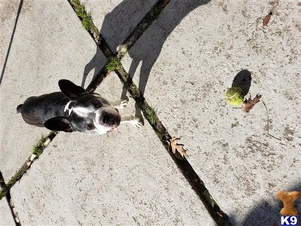 Boston Terrier stud dog: a black and white boston terrier dog on a sidewalk