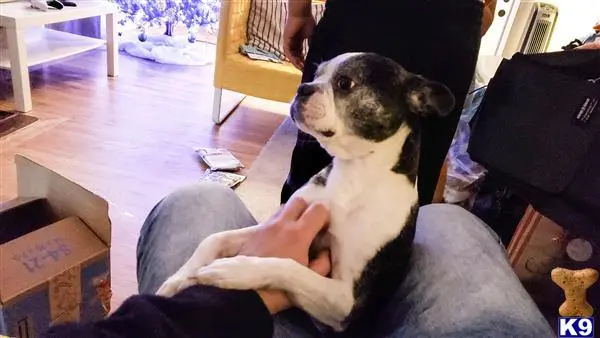 Boston Terrier stud dog: a boston terrier dog sitting on a persons lap