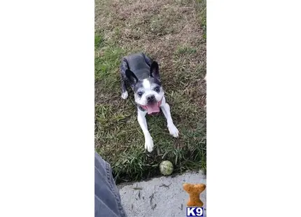 Boston Terrier stud dog: a boston terrier dog sitting on the ground