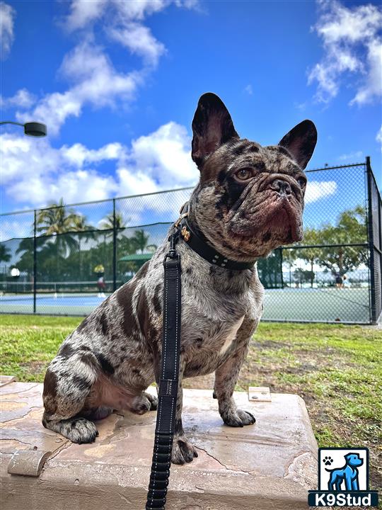 a french bulldog dog on a leash