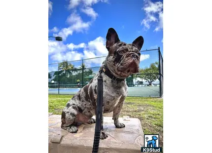 a french bulldog dog on a leash