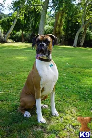 Boxer stud dog