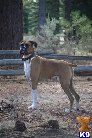 Boxer stud dog