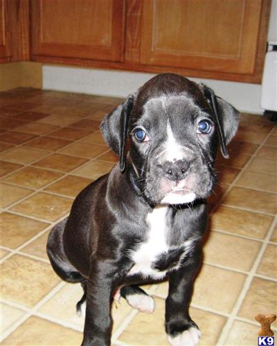 Boxer Puppy for Sale: Mugsy - AKC Sealed Brindle Boxer Puppy 14 Years old