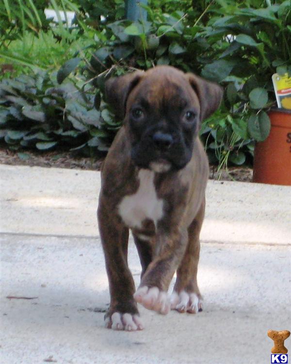 Boxer Puppy for Sale Daisy AKC Boxer Puppy 11 Years old