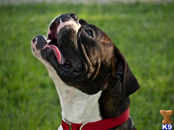 Boxer stud dog